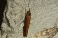Ypsolopha ustella