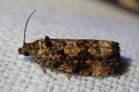 Endothenia gr. gentianaeana