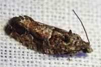 Eudemis profundana