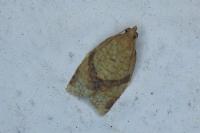 Clepsis consimilana