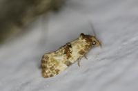 Neocochylis molliculana