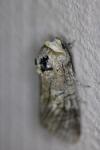 Cossus cossus