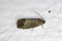 Cydia pomonella