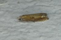 Eucosma conterminana