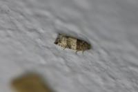 Gypsonoma aceriana