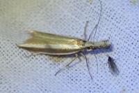 Pleurota aristella