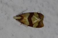 Phalonidia albipalpana