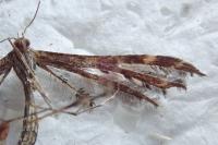 Oxyptilus