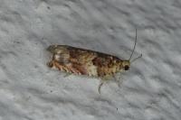 Gypsonoma minutana