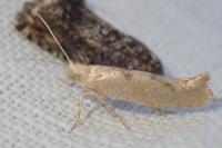 Ypsolopha alpella