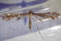Oxyptilus