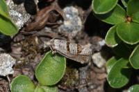 Eriopsela quadrana