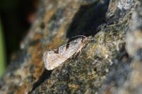 Eriopsela quadrana