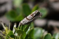Eriopsela quadrana