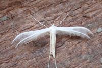 Pterophorus pentadactylus