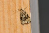 Celypha lacunana