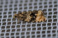 Celypha lacunana