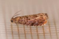 Grapholita janthinana