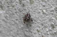 Megalophanes viciella