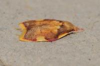 Carcina quercana