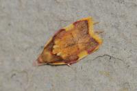Carcina quercana