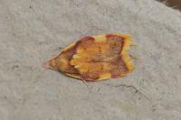Carcina quercana