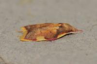 Carcina quercana