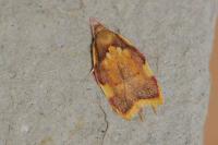 Carcina quercana