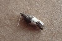 Spilonota ocellana