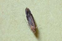 Stomopteryx basalis