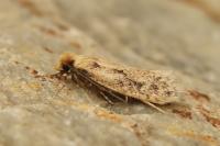 Anomalotinea liguriella