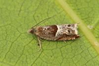 Ancylis sparulana