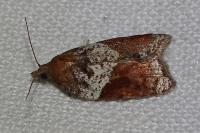 Acleris laterana