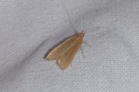 Helcystogramma rufescens