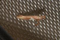 Caloptilia stigmatella