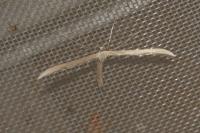 Emmelina monodactyla