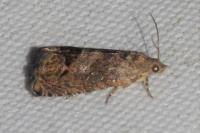 Cydia splendana