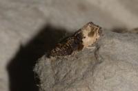 Hedya nubiferana