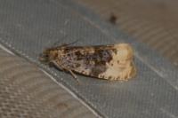 Hedya ochroleucana