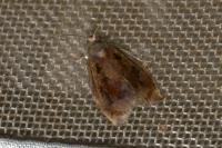 Archips crataegana