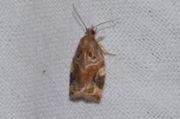 Archips xylosteana