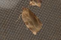 Choristoneura hebenstreitella