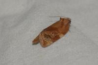 Ditula angustiorana