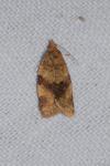 Epagoge grotiana