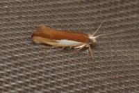 Ypsolopha parenthesella