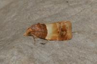 Epinotia festivana