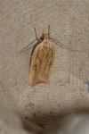 Agonopterix nervosa
