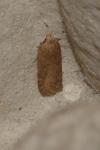 Bryotropha terrella