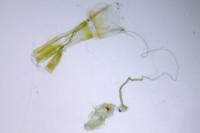 Blastobasis glandulella