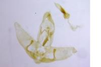 Agonopterix nervosa